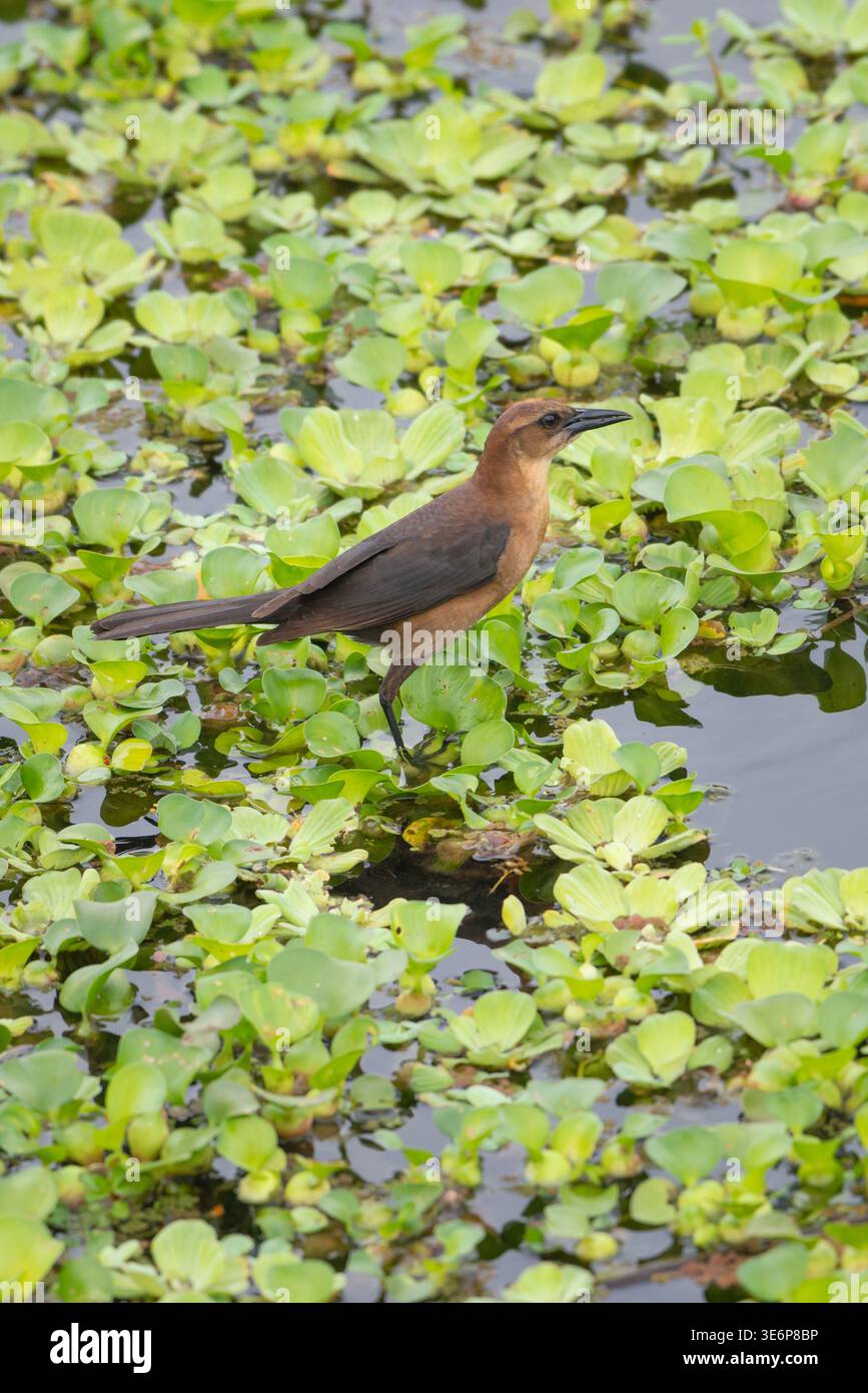 Maneton femelle à queue de bateau. Sarasota Audubon Celery Fields, Floride, États-Unis Banque D'Images