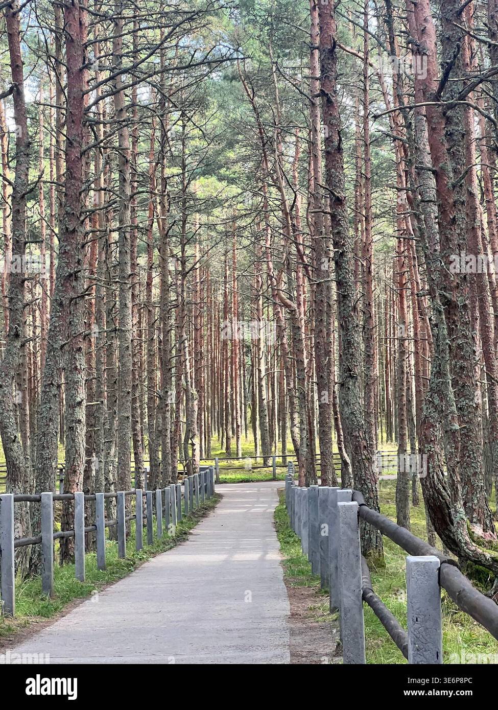 Promenade en bois à travers la forêt de pins sur la pointe de Curonian, oblast de Kaliningrad, Russie. Banque D'Images