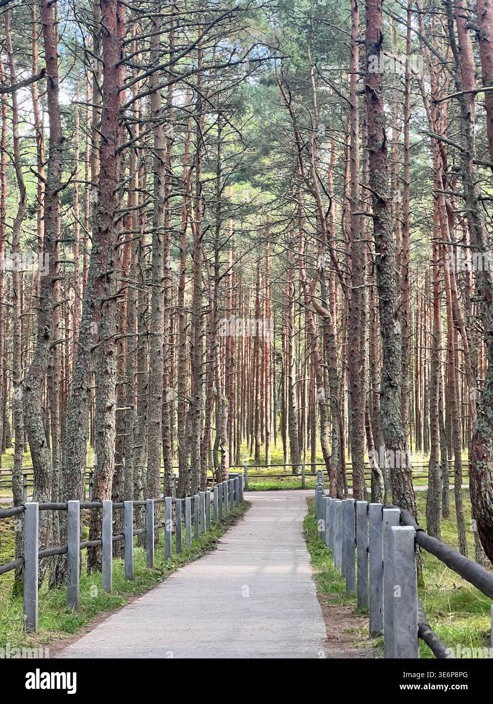 Promenade à travers la forêt de pins sur l'axe de Curonien, oblast de Kaliningrad, Russie. Banque D'Images