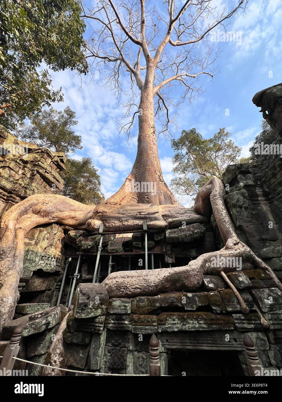 Arbre énorme et racines exposées au-dessus d'une porte en ruine à Ta Prohm à Siem Reap, Cambodge. - Image de stock capturée avec un smartphone