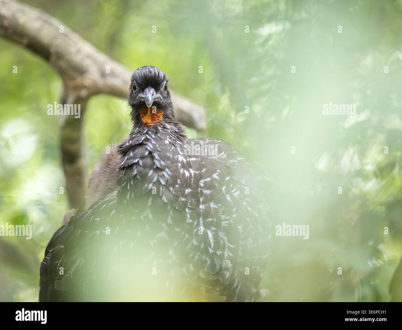Bronze guan (Penelope obscura) dans la forêt dans une réserve naturelle à Buenos Aires, Argentine Banque D'Images