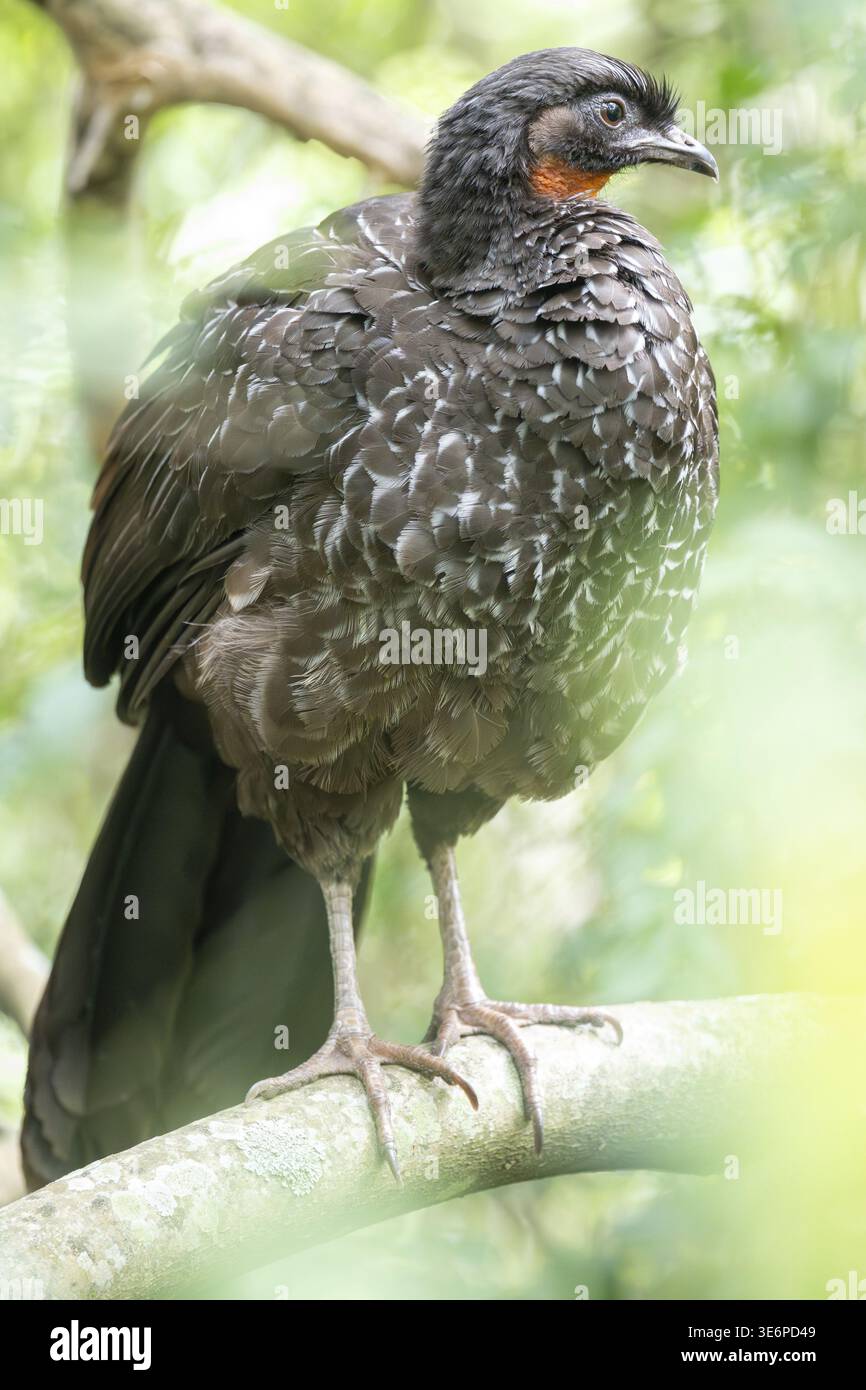 Bronze guan (Penelope obscura) dans la forêt dans une réserve naturelle à Buenos Aires, Argentine Banque D'Images
