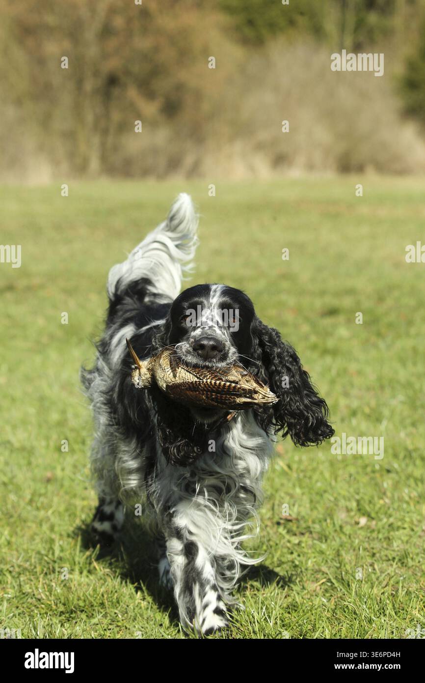 Chien de chasse, anglais Springer Spaniel, femelle, noir et blanc, récupère la bite des bois (Scolopax rusticola) à des fins de formation, Allgaeu, Bavière, Germa Banque D'Images