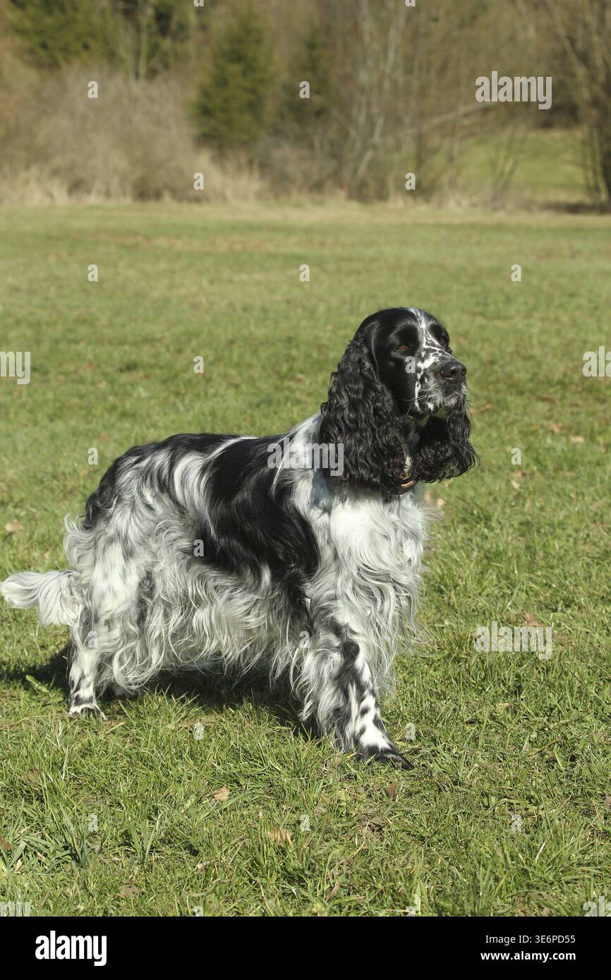 Chien de chasse, Springer Spaniel anglais, femelle, noir et blanc, Allgaeu, Bavière, Allemagne Banque D'Images