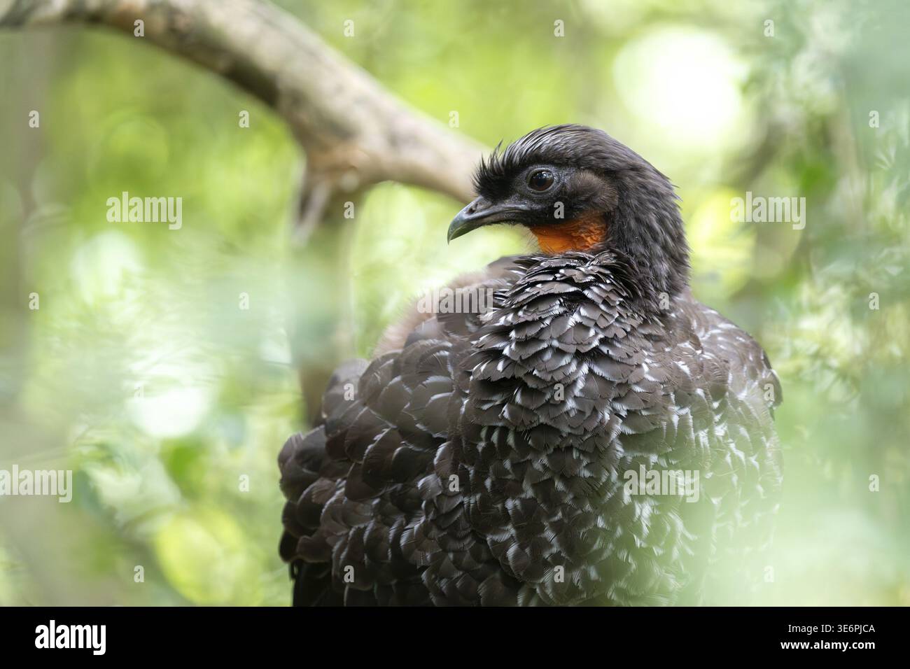 Bronze guan (Penelope obscura) dans la forêt dans une réserve naturelle à Buenos Aires, Argentine Banque D'Images