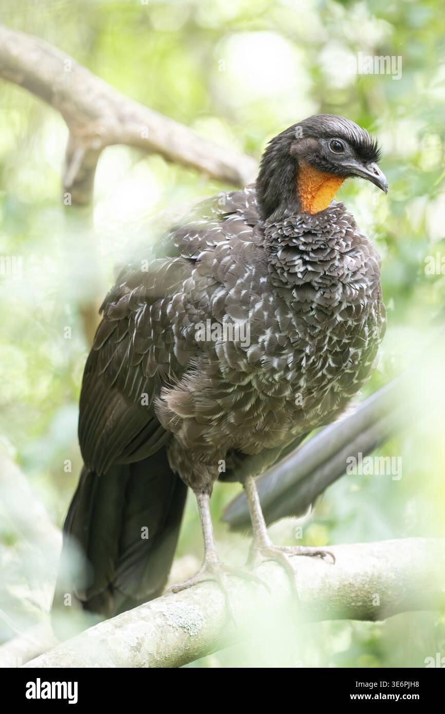 Bronze guan (Penelope obscura) dans la forêt dans une réserve naturelle à Buenos Aires, Argentine Banque D'Images