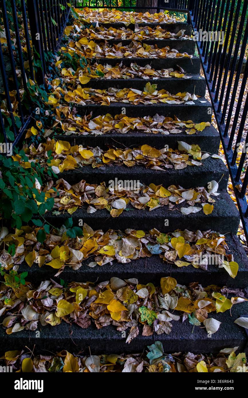 Vue d'automne d'escaliers en béton recouverts de feuilles jaunes tombées Banque D'Images