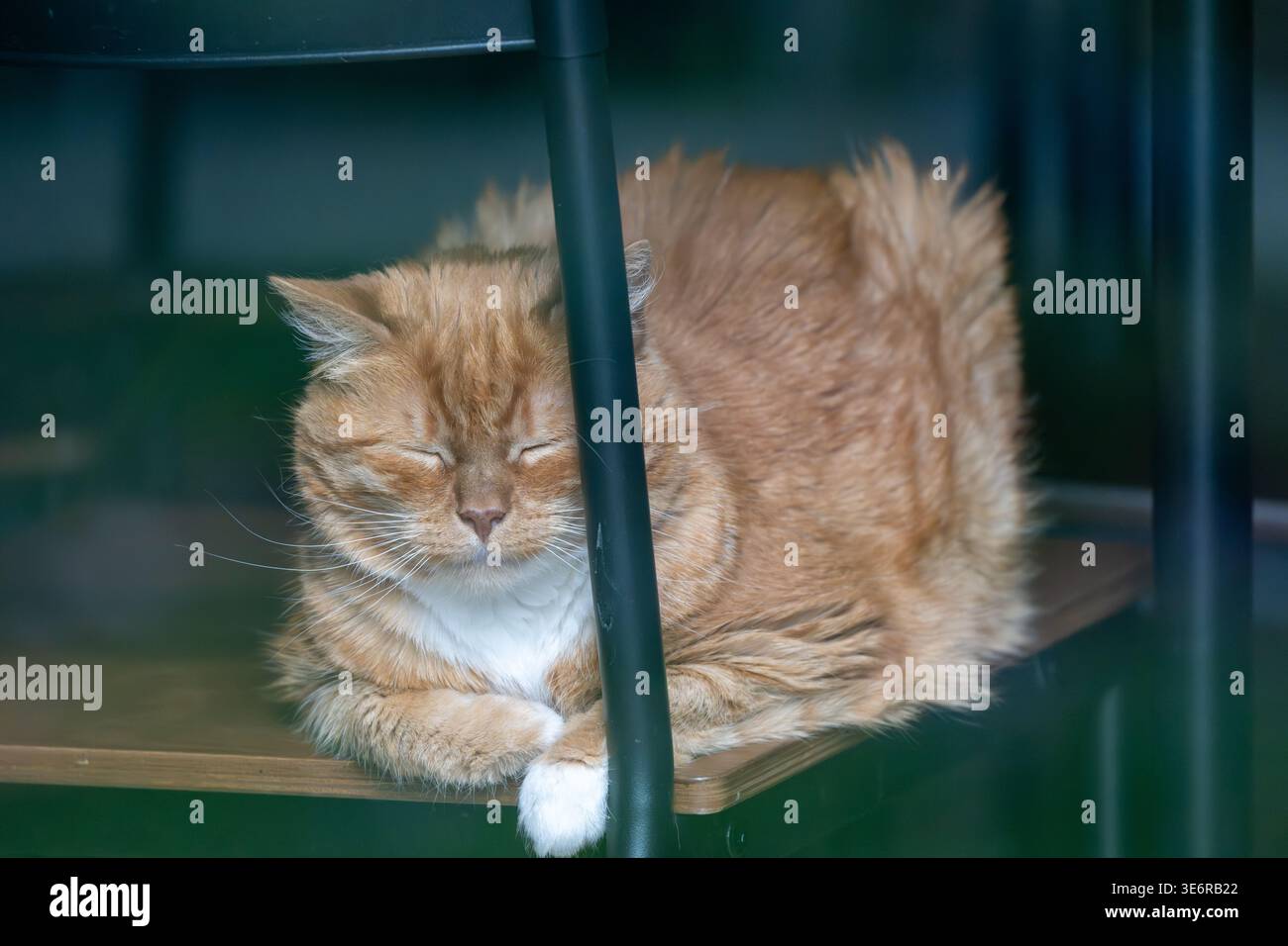 Chat domestique au gingembre reposant sur une chaise à l'extérieur, Włoszczowice, voïvodie de Świętokrzyskie, Pologne. Banque D'Images