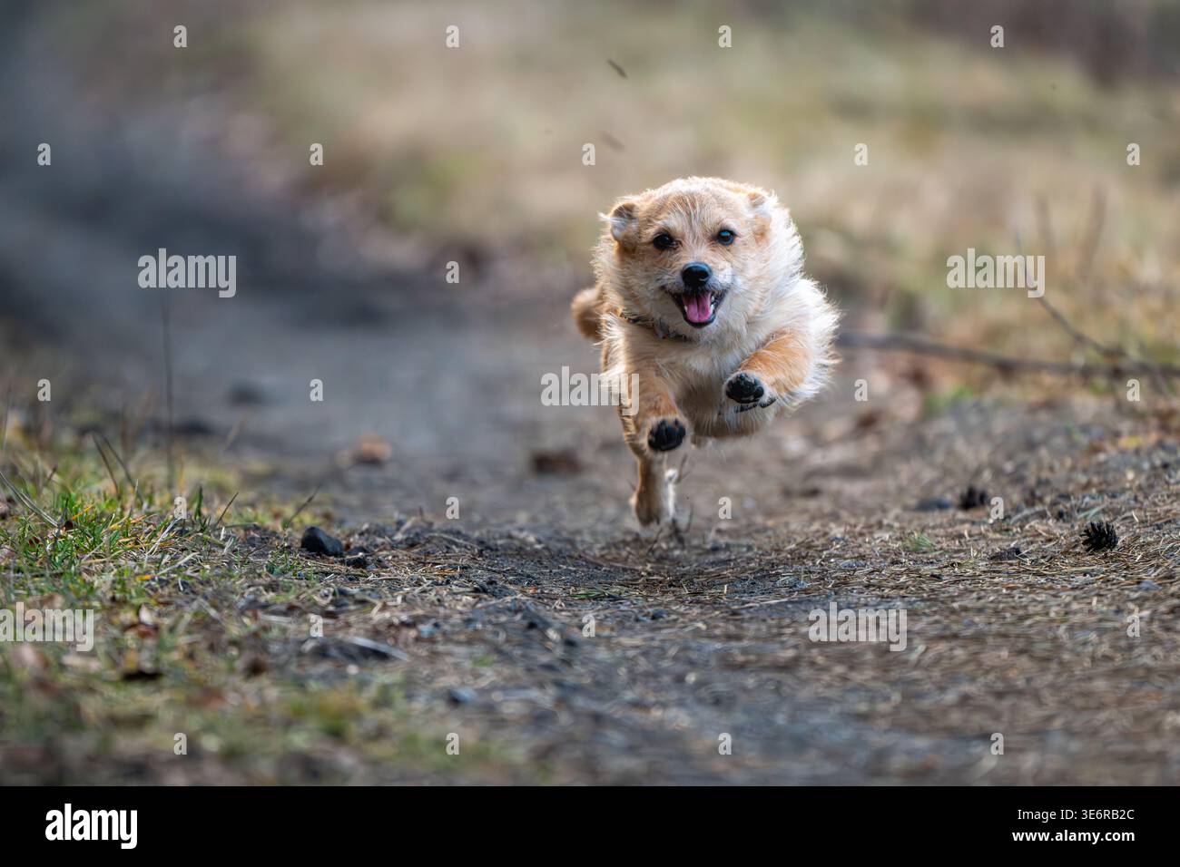 Petit chien de race mixte courant le long d'un chemin forestier vers la caméra, Bebnów, Voïvodie de Świętokrzyskie, Pologne. Banque D'Images