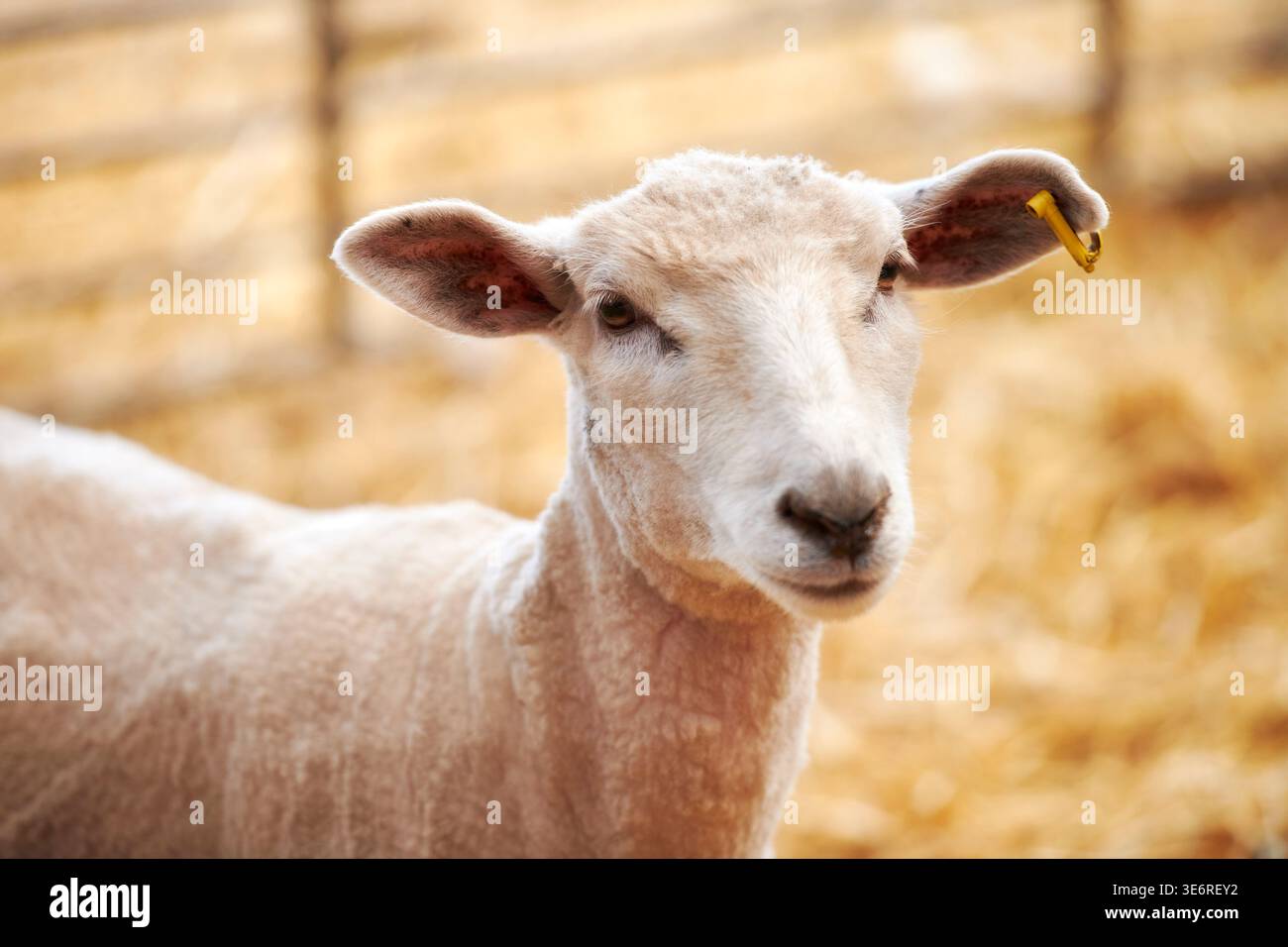 Extérieur, élevage ou mouton avec étiquette auriculaire pour le suivi, la technologie de micropuce ou l'identification des animaux. Bétail, système de surveillance ou mammifère avec Banque D'Images