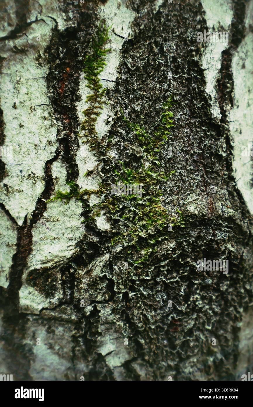 Une photo macro d'écorce de bouleau argentée montrant des motifs naturels blancs et noirs avec une petite tache de mousse verte fraîche Banque D'Images