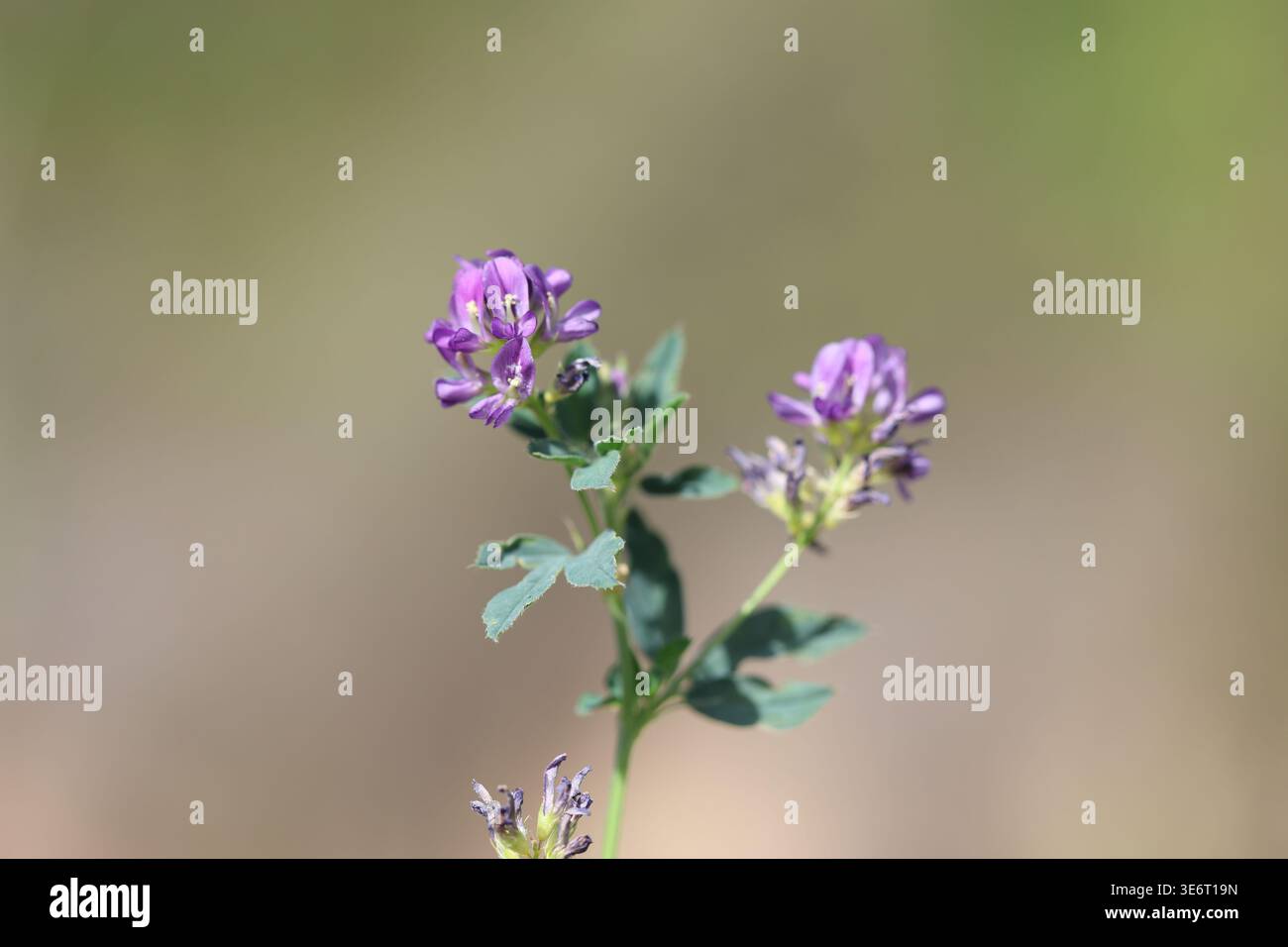 La luzerne (Medicago sativa), également appelée luzerne, est une plante à fleurs vivace de la famille des légumineuses Fabaceae Banque D'Images