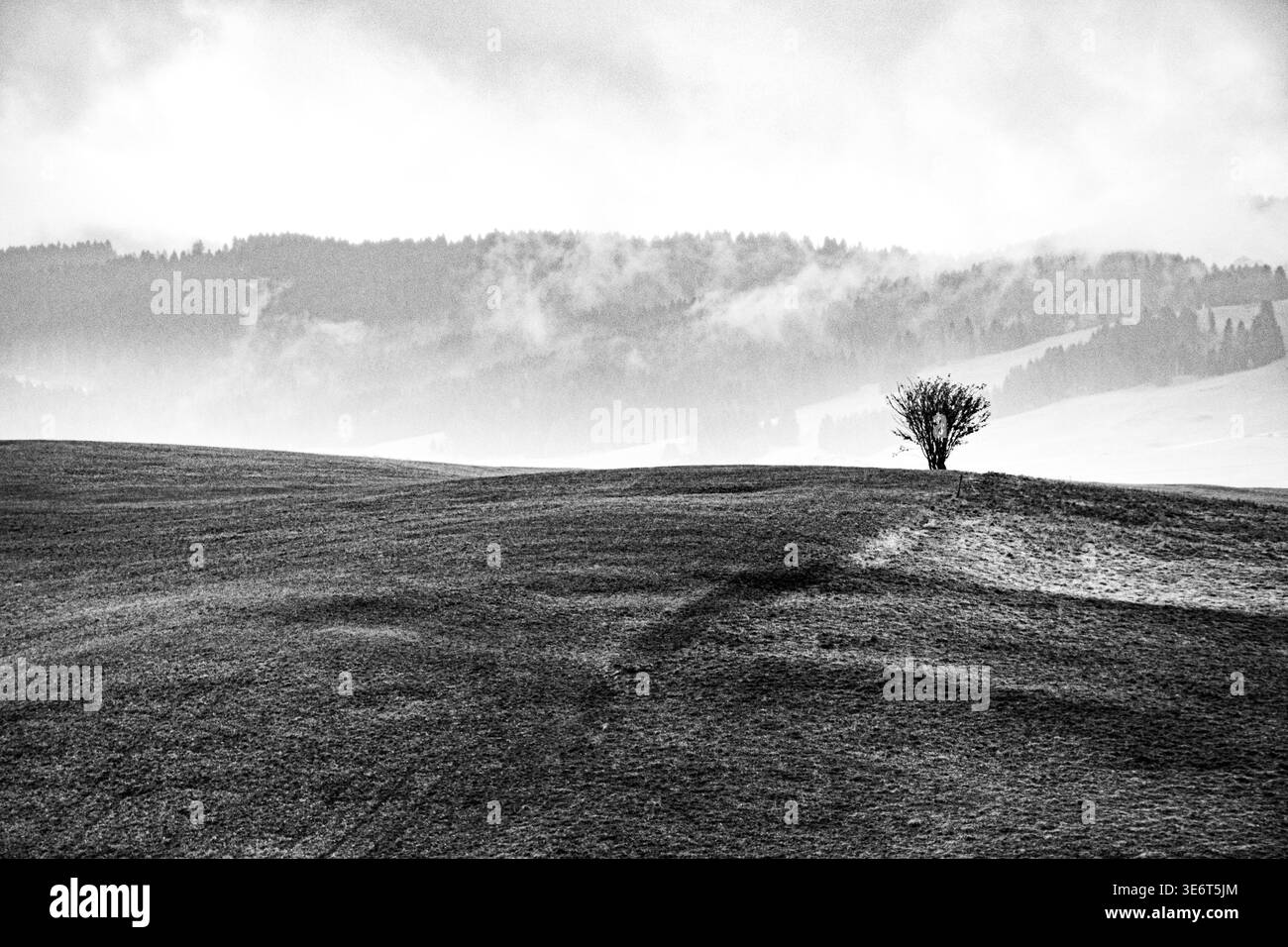 L'image suggestive d'un buisson entre le vert des champs sur le plateau d'Asiago, près de Vicenza, Italie. Banque D'Images