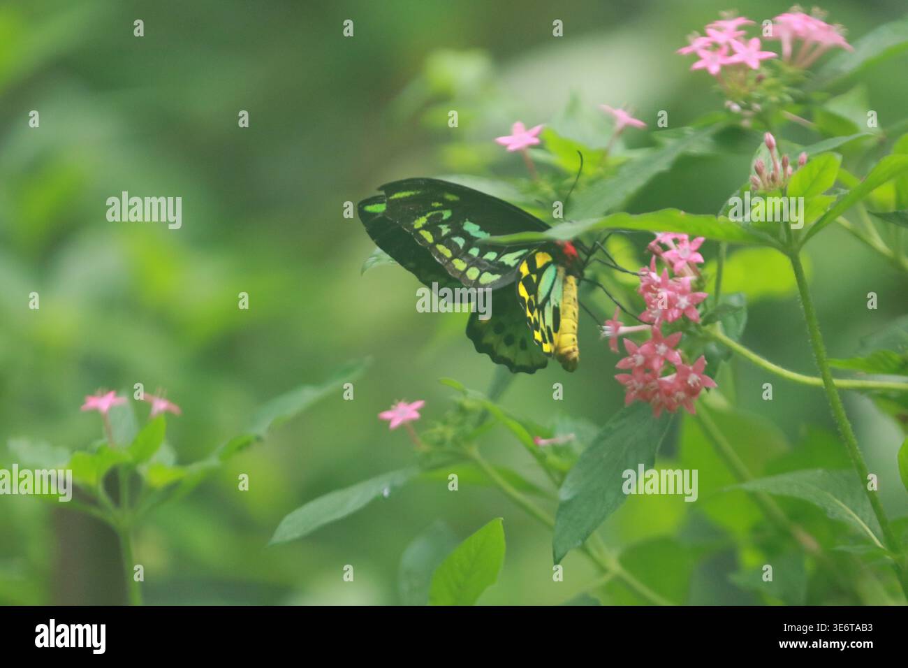 Papillon noir et blanc se nourrissant de fleurs roses parmi le feuillage vert avec un fond naturel doux et une faible profondeur de champ Banque D'Images