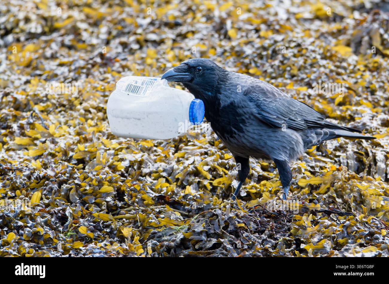 Cornix Corvus Cornix à capuchon portant une bouteille en plastique jetée sur une plage couverte d'algues marines, illustrant la pollution marine et l'impact humain sur la faune. Banque D'Images