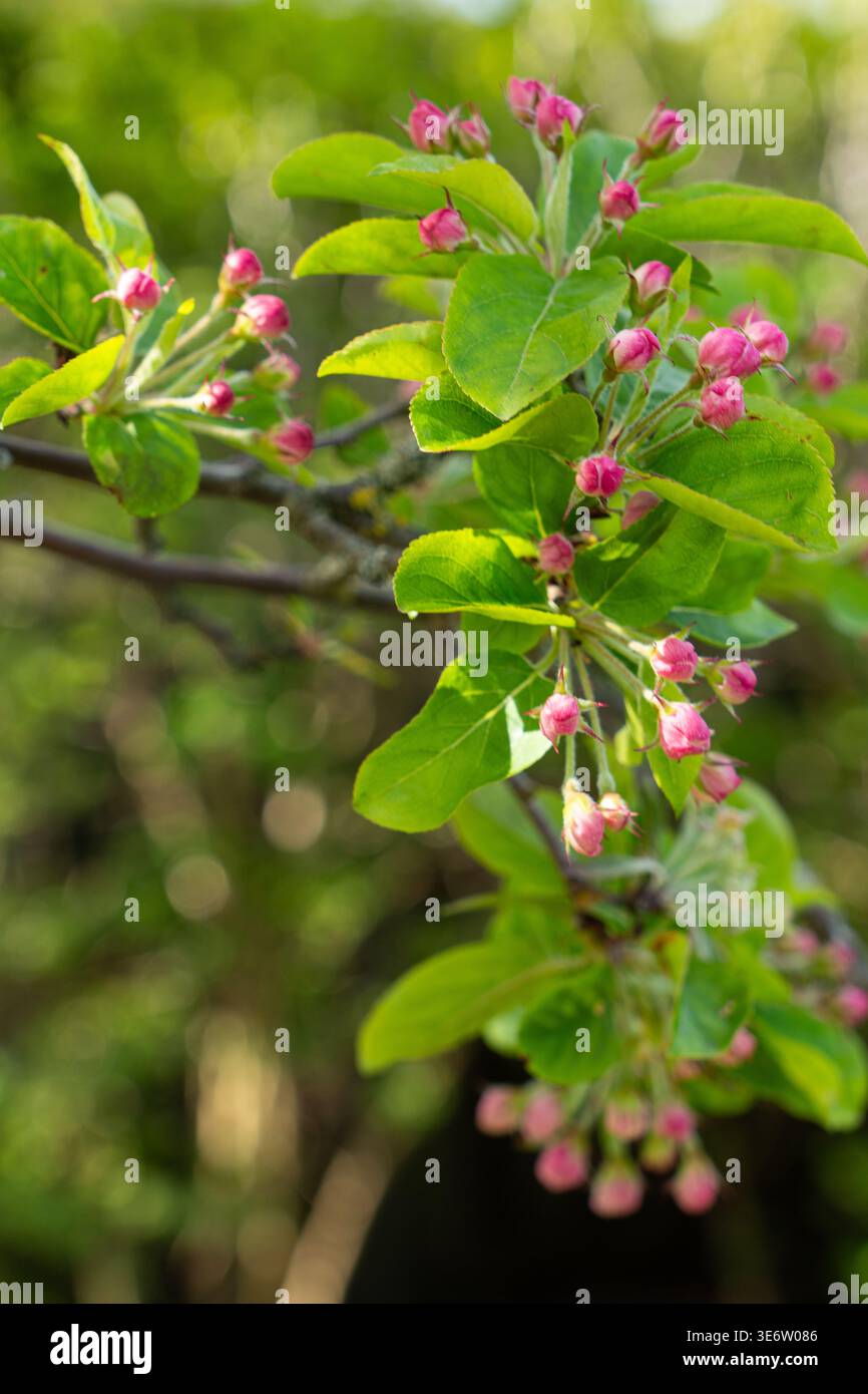 Gros plan de boutons de fleurs roses sur une branche d'arbre au printemps, entourés de feuilles vertes fraîches et d'une lumière naturelle douce. Banque D'Images