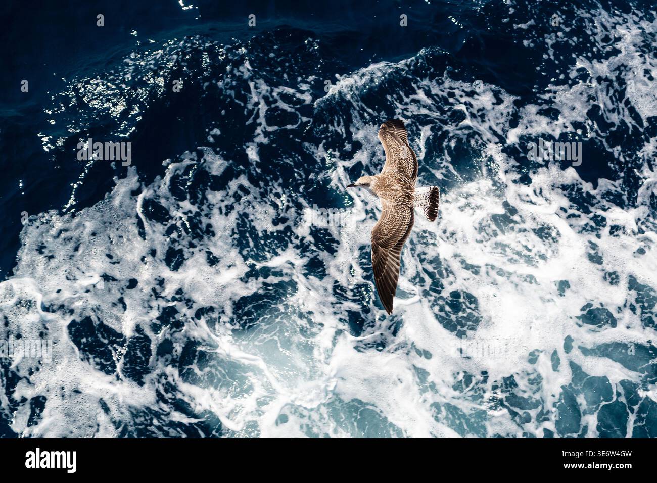 Mouette volant au-dessus des vagues de l'océan, liberté et concept de voyage Banque D'Images