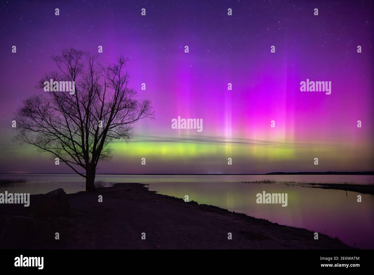 Un arbre solitaire se dresse contre des aurores boréales vibrantes en violet et vert, se reflétant sur un lac calme sous un ciel étoilé. Banque D'Images