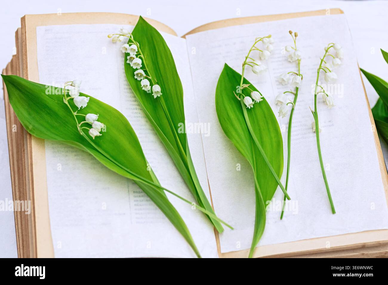 Lis de la vallée fleurs et grandes feuilles vertes placées dans un livre d'herbier ouvert pour la préservation et l'étude botanique. Spécimen floral classique prepa Banque D'Images