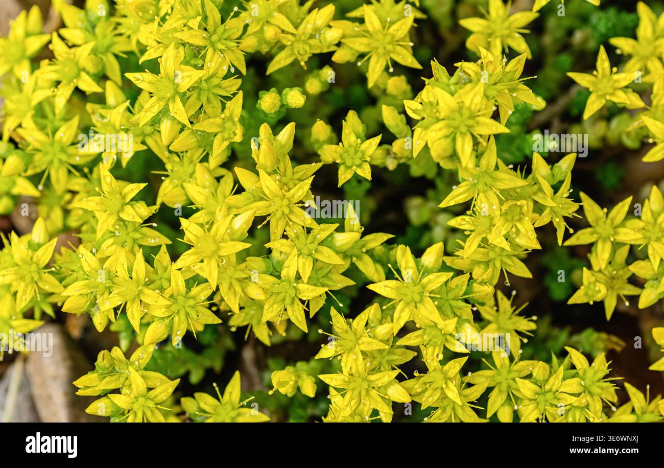 Fleurs jaunes vives de Sedum acre, une plante vivace succulente robuste de la famille des Crassulaceae, utilisée comme couvre-sol ornemental dans la conception paysagère. Parfait Banque D'Images