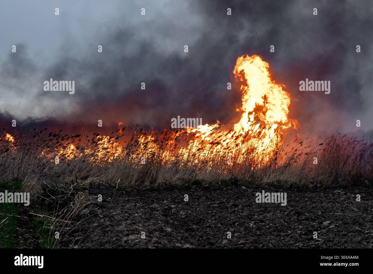 Feu de prairie intense avec de fortes flammes et une fumée épaisse se répandant sur un champ sec, un danger environnemental et une scène de feu de forêt Banque D'Images