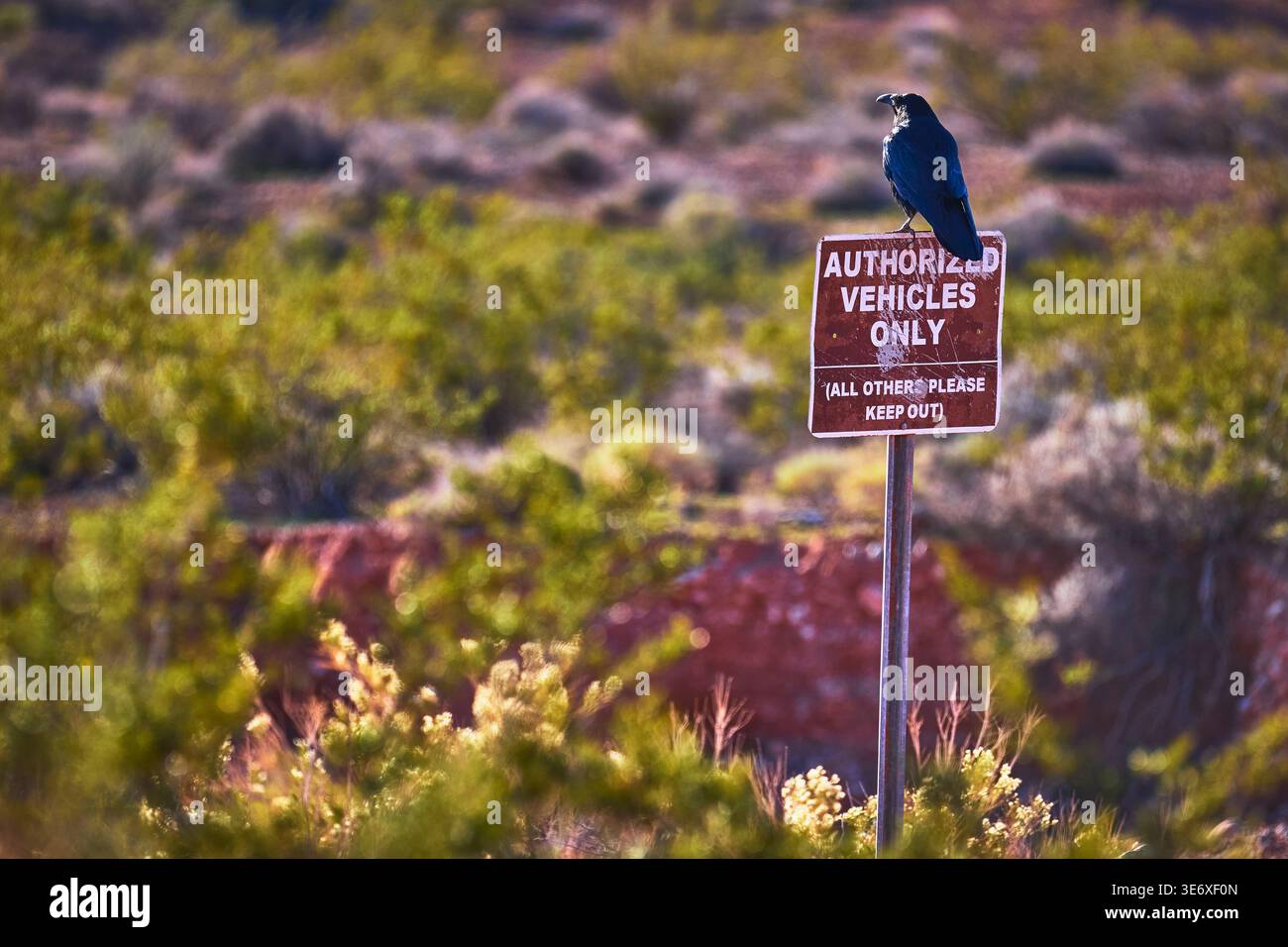 Raven perché sur Desert Sign dans la vallée ensoleillée de feu Nevada Wildlife and Regulation Banque D'Images
