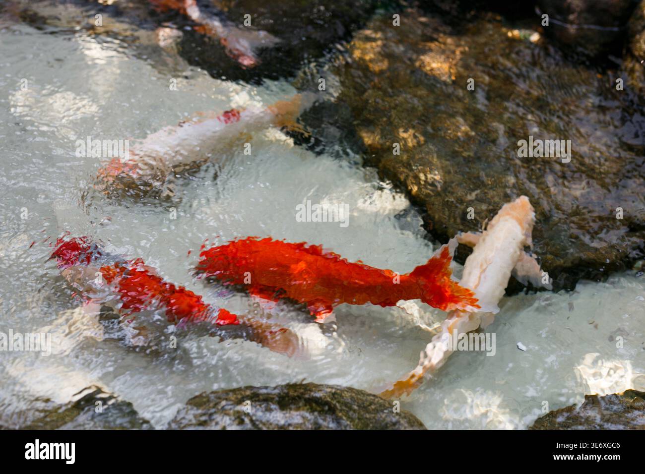 Les poissons Koi dans un étang paisible à Paraty, Brésil Banque D'Images