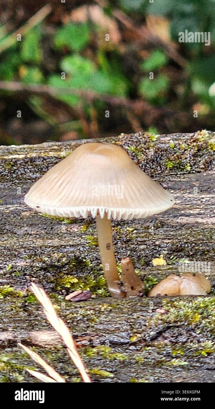 Champignon poussant sur une souche d'arbre dans une forêt humide capturant le cycle de la nature Banque D'Images