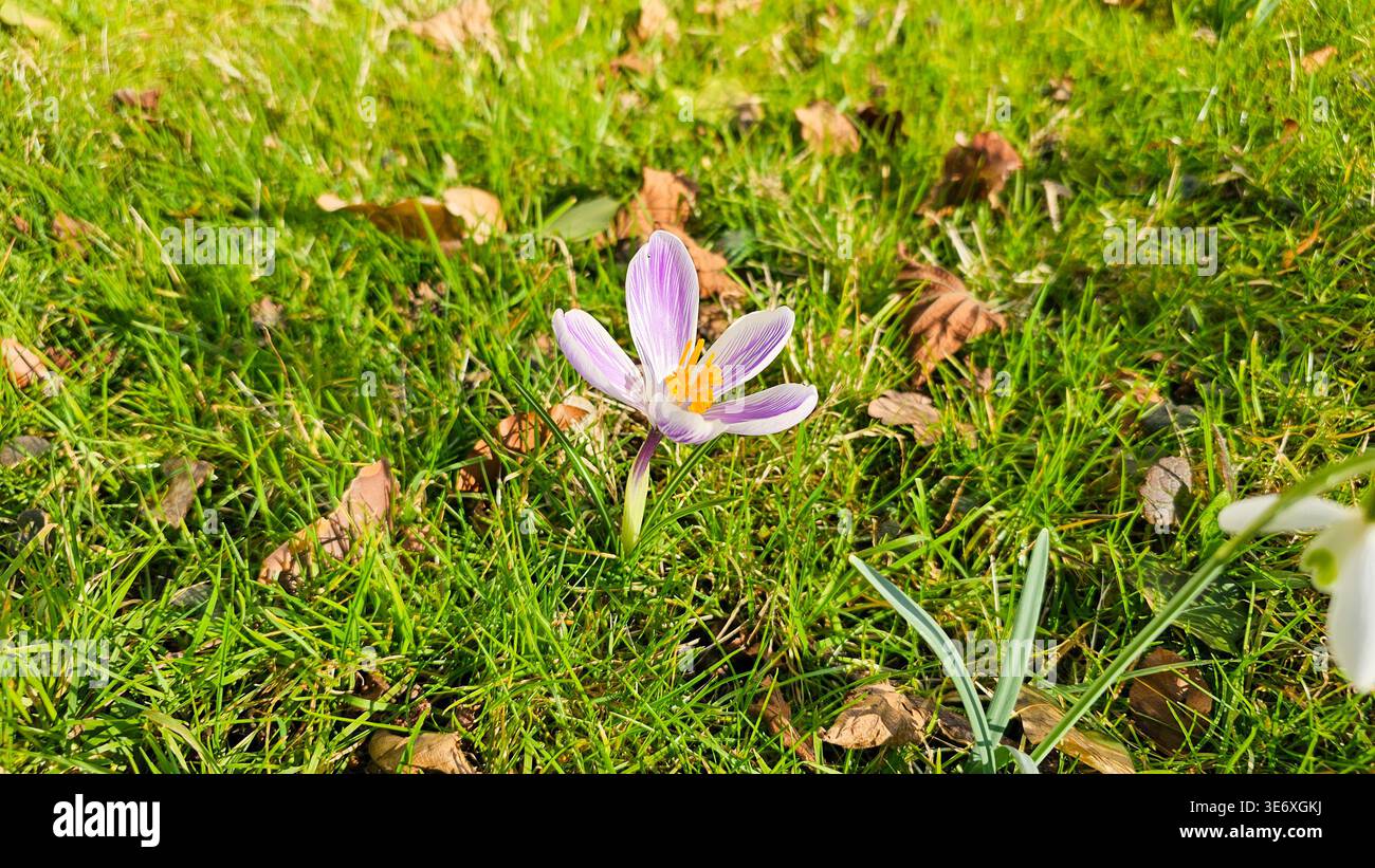 Gros plan de fleur de crocus au début du printemps Banque D'Images