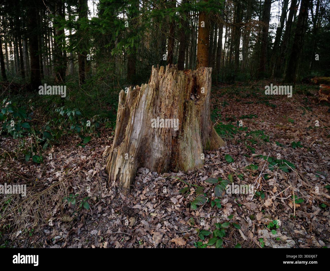Souche d'arbre avec texture rugueuse et les feuilles tombées environnantes dans une forêt, avec de grands arbres et de la verdure créant un cadre naturel Banque D'Images