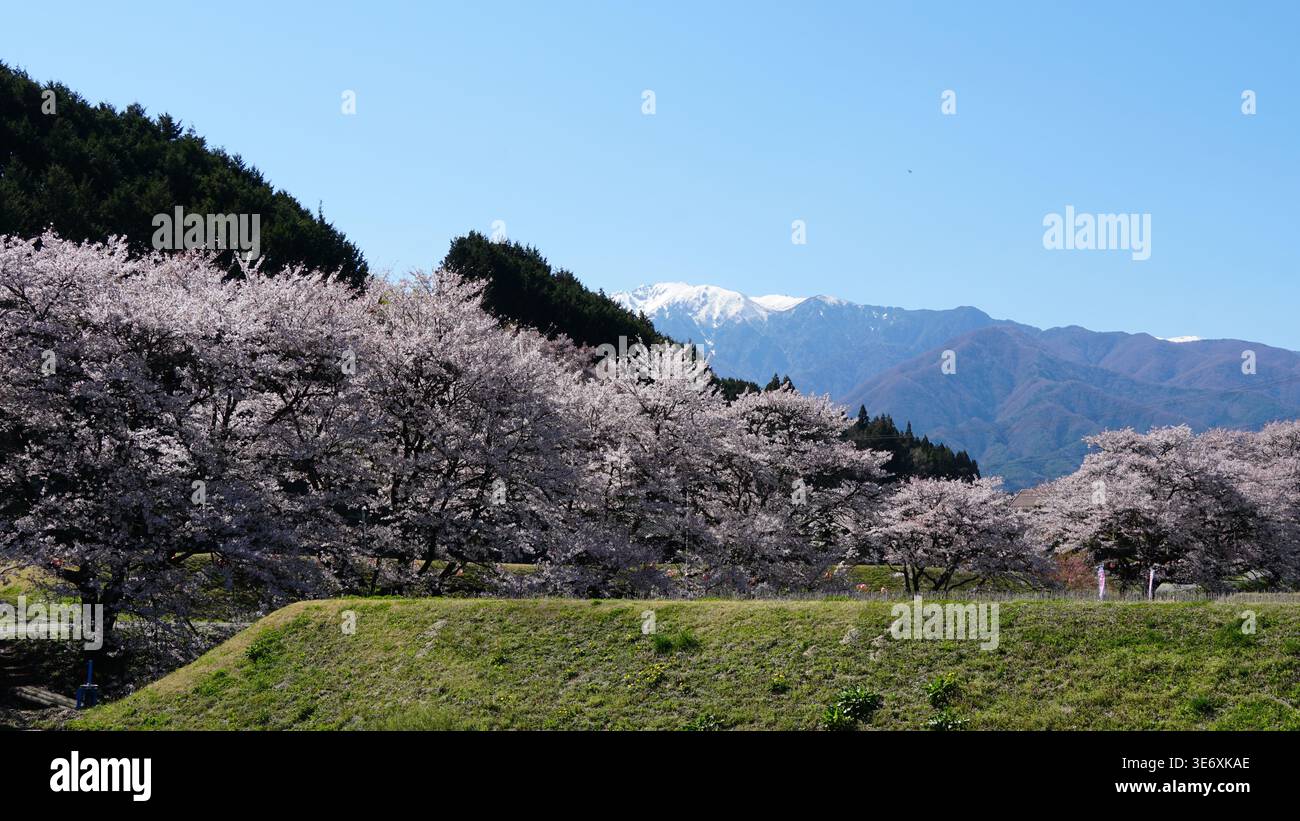 Nagano Spring Harmony : fleurs sous les Alpes majestueuses au Japon Banque D'Images