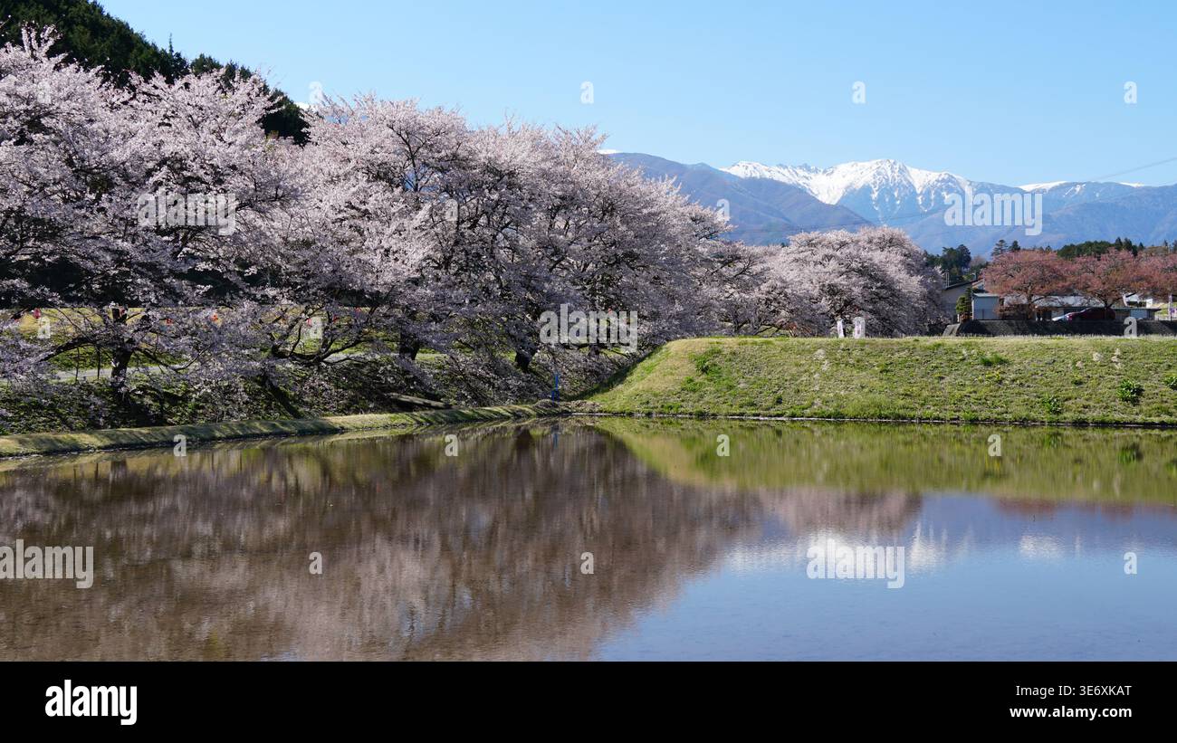 Nagano Spring Harmony : fleurs sous les Alpes majestueuses au Japon Banque D'Images