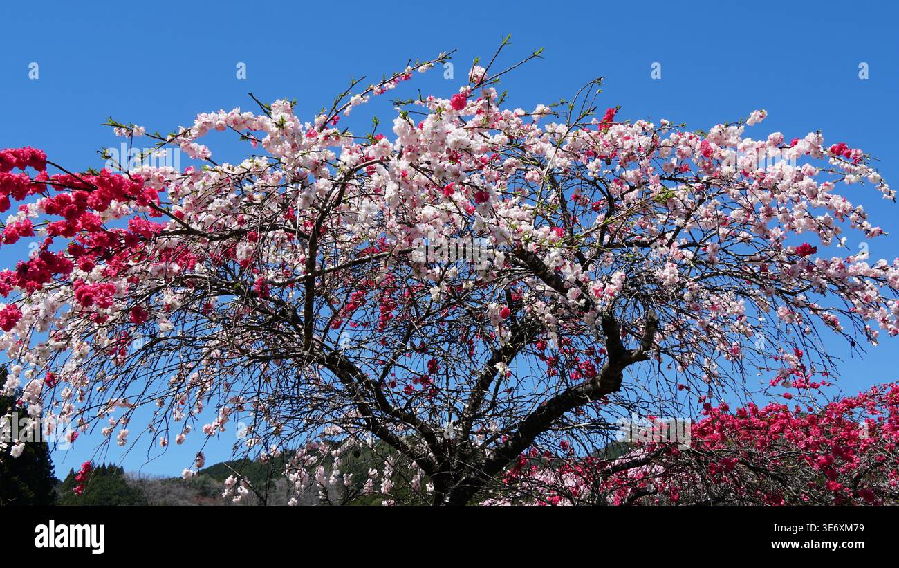 Nagano Spring Harmony : fleurs sous les Alpes majestueuses au Japon Banque D'Images