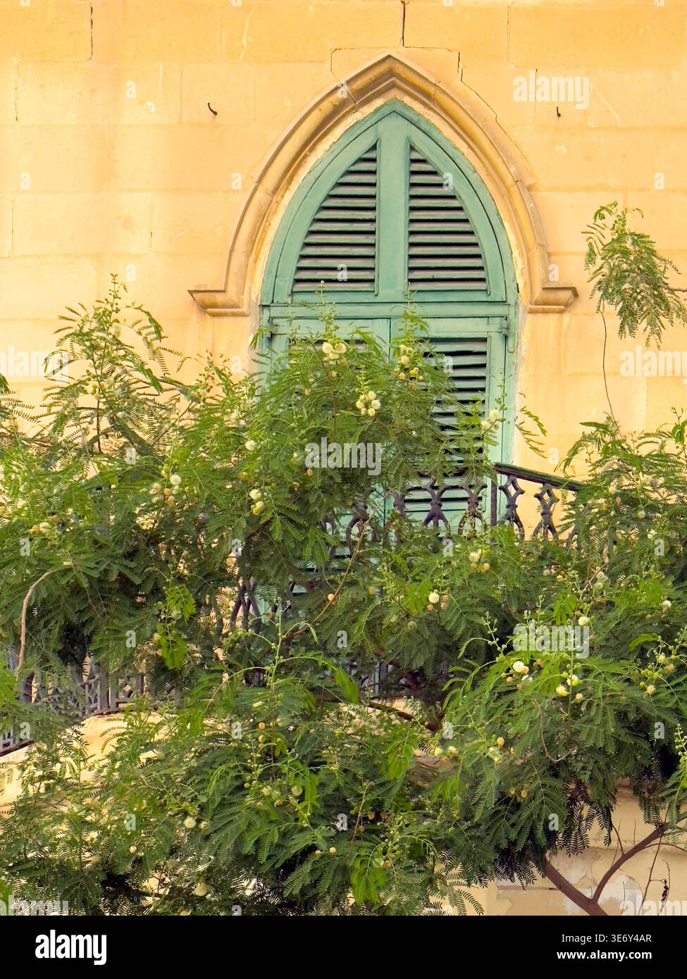 Vue sur les volets verts vibrants d'une fenêtre voûtée contrastent avec la pierre jaune chaude d'un bâtiment de la Valette, encadrée par une végétation luxuriante, Vallett Banque D'Images