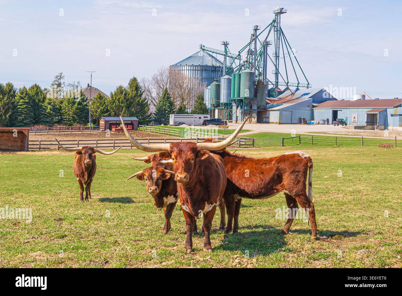 Bovins Longhorn dans un pâturage sur une ferme près de Seaforth Ontario. 8 avril 2026. Banque D'Images