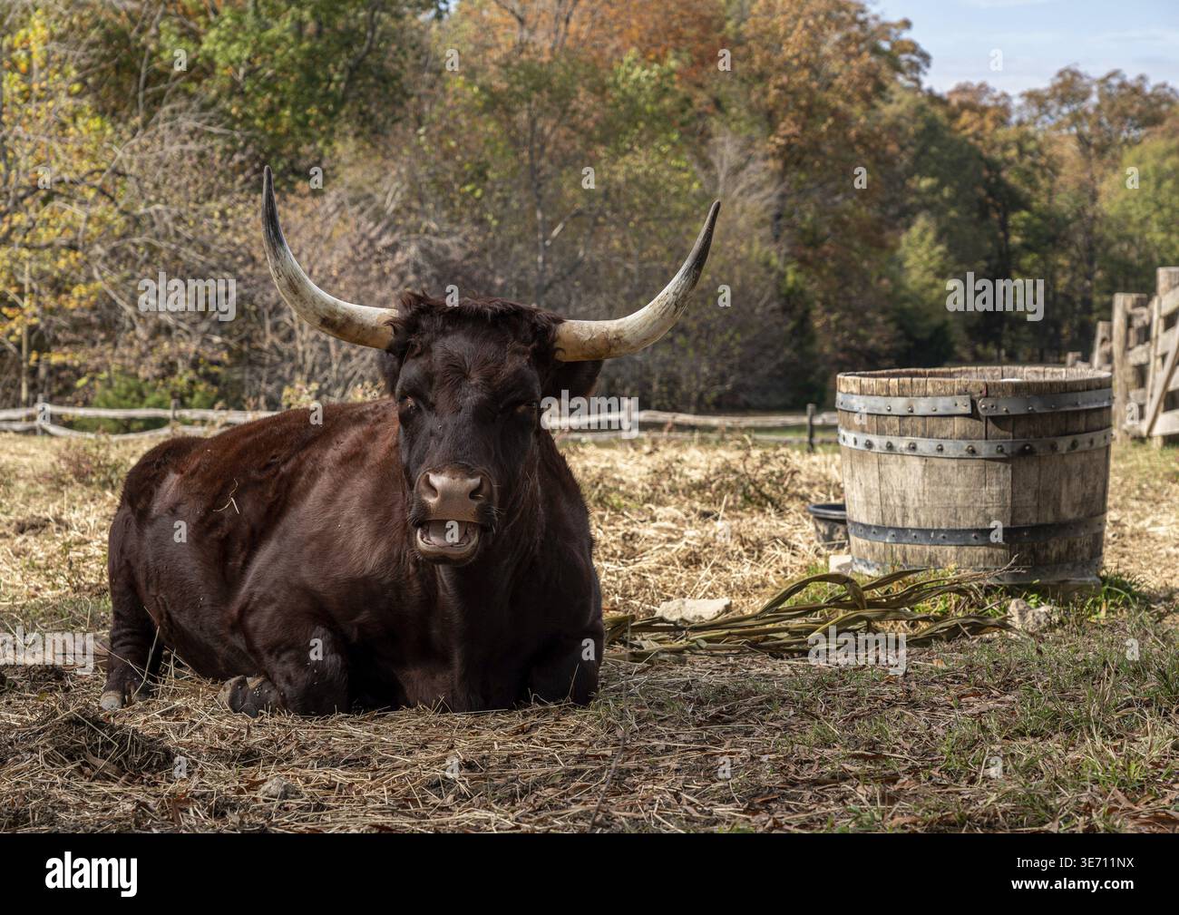 Close up of Red Devon ou Ruby Red cow couché dans le champ et regardant vers l'observateur Banque D'Images