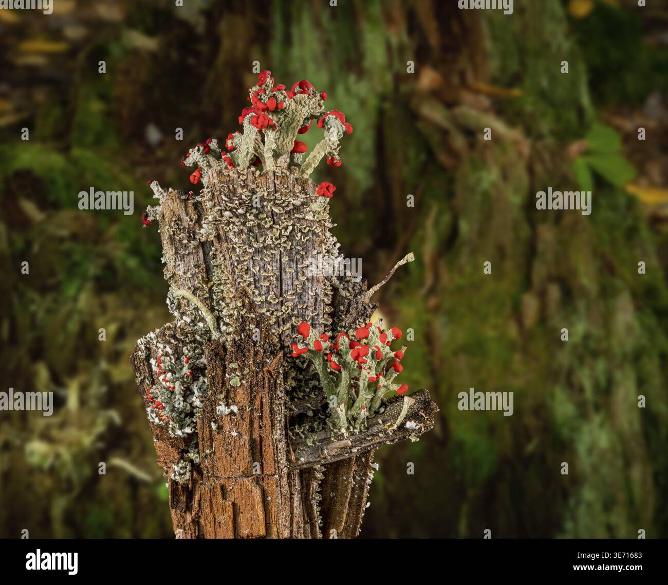 Composite de Cladonia cristatella ou de soldats britanniques Lichen poussant sur un ancien poste de clôture en bois en Virginie occidentale sur fond de forêt Banque D'Images