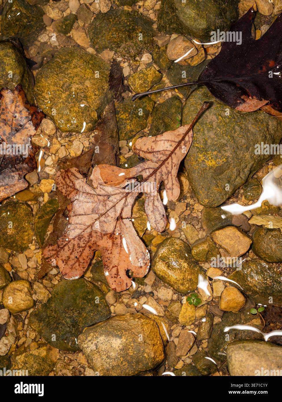 Feuille de chêne brun reposant dans un ruisseau clair peu profond sur des galets et des pierres moussues, mettant en valeur la texture automnale et les détails naturels des bois Banque D'Images