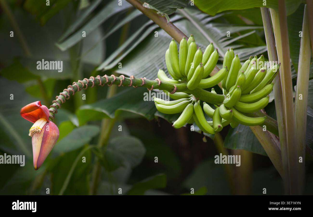 Fleur de bananier avec des fruits de bananier en développement, les espèces Musa sont originaires de l'Indomalaya tropical et de l'Australie Banque D'Images