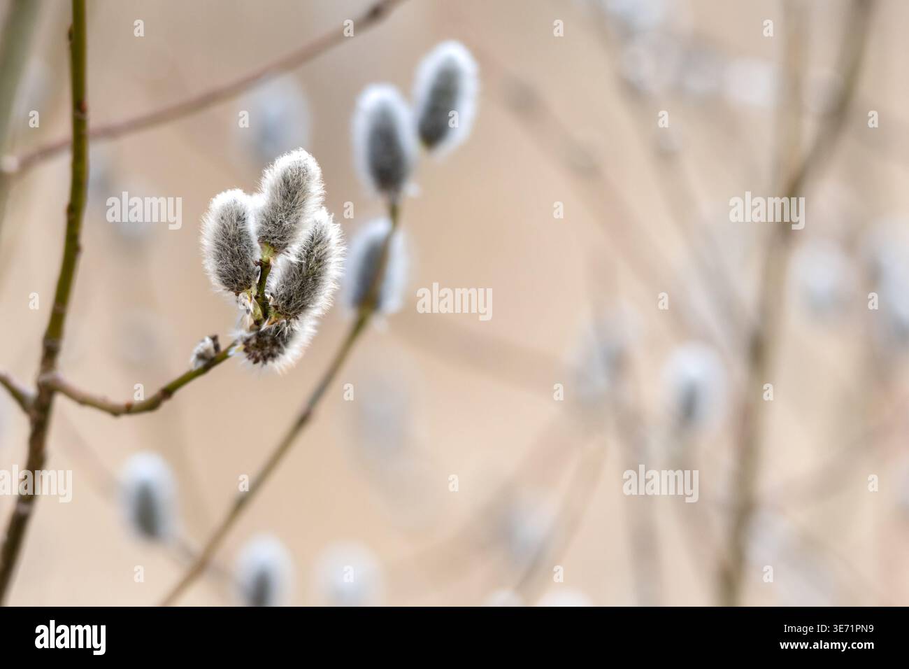 La nature se réveille au printemps. Brindilles de saule en fleurs et chatons de saule à fourrure, appelés « phoques » ou « chats ». Dimanche des palmiers. Banque D'Images