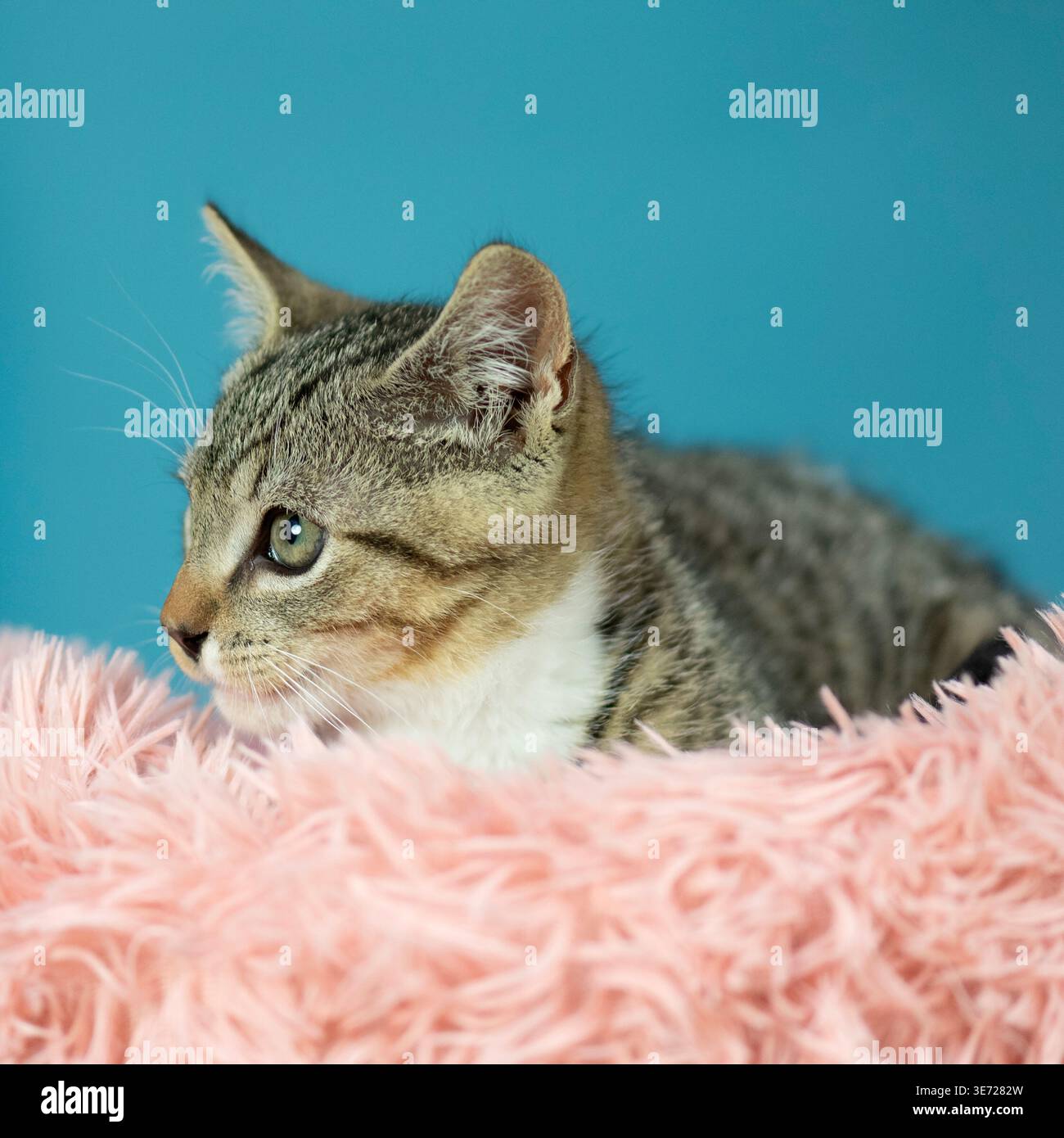 Portrait d'un chaton tabby mignon Banque D'Images