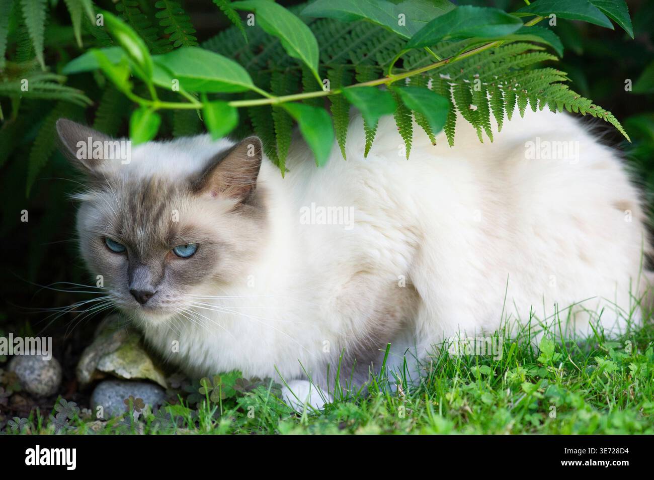 Chat ragdoll à la maison dans le jardin Banque D'Images