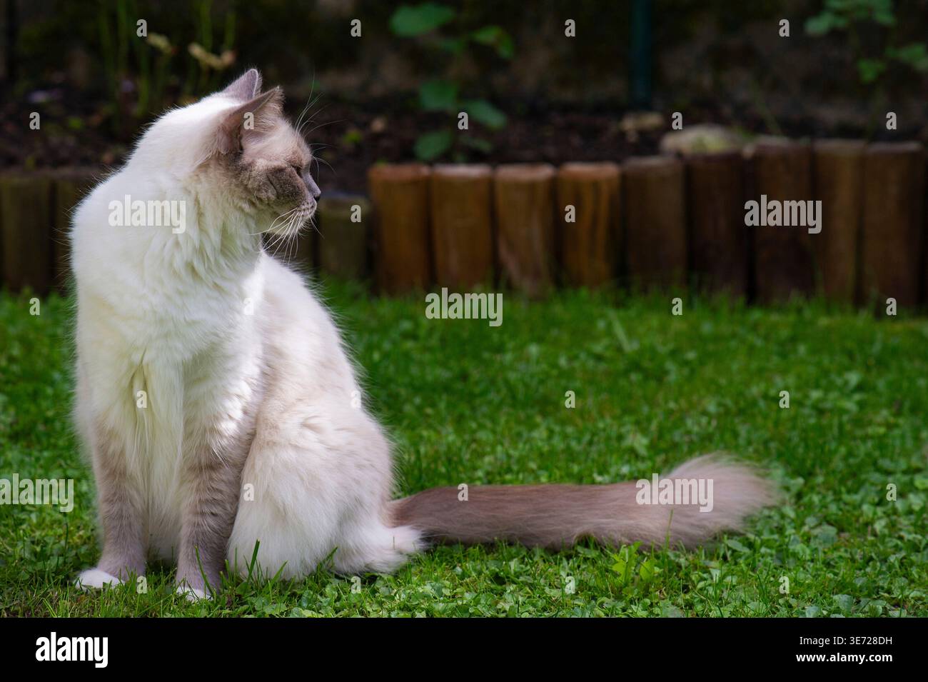Chat ragdoll aime le temps dans le jardin Banque D'Images