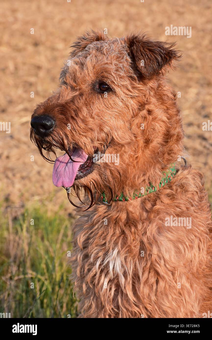 Un Terrier irlandais attentif Banque D'Images
