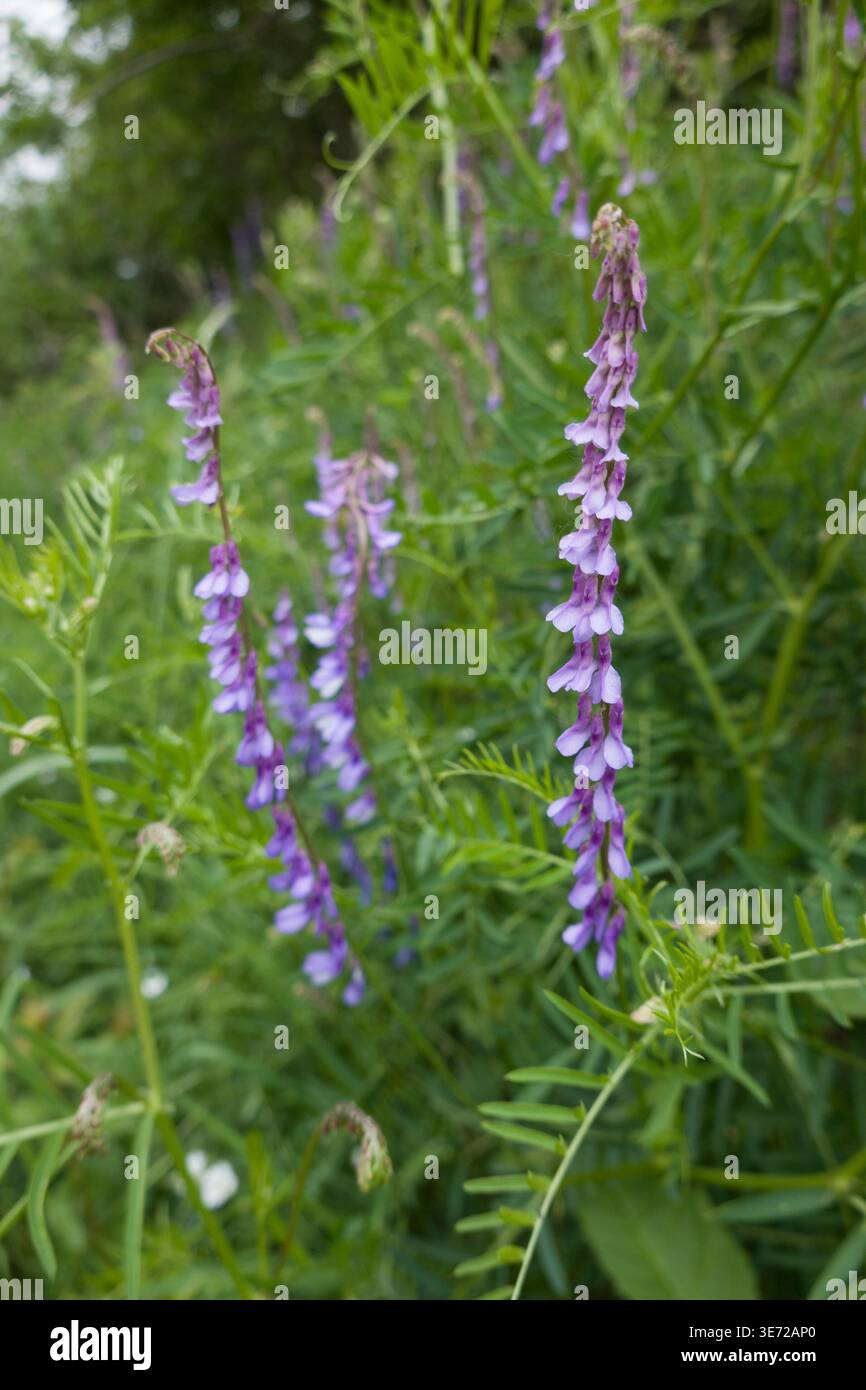 Vestes d'oiseau (Vicia cracca) - Habitus Banque D'Images