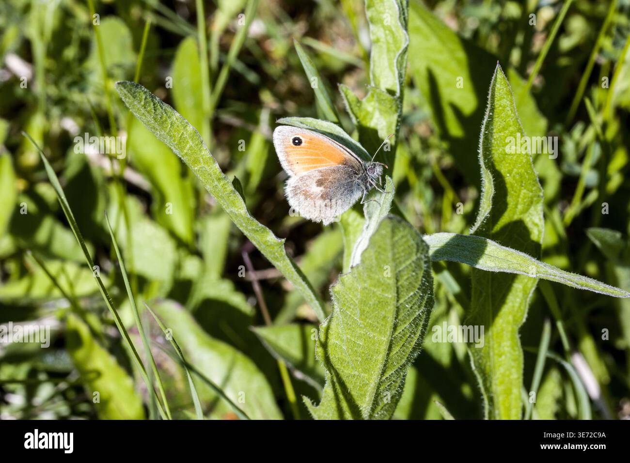 Petite bruyère (Coenonympha pamphilus) Banque D'Images