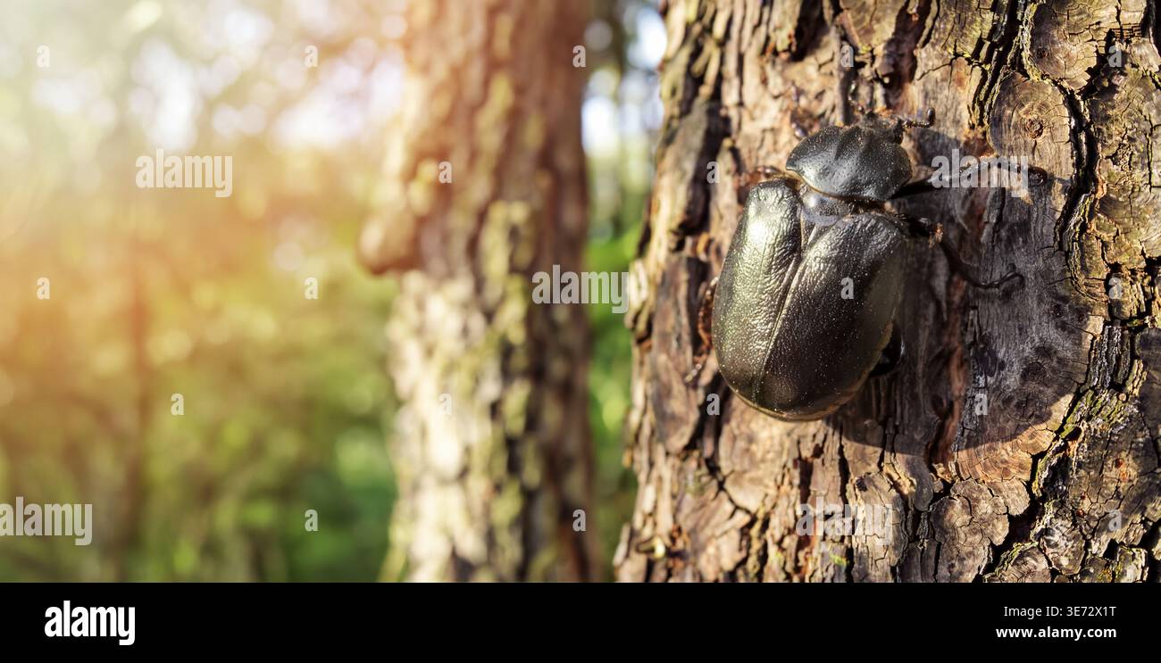 Coléoptère de l'ermite sur l'écorce de l'arbre. Gros plan dans la forêt naturelle. Espèces menacées, biodiversité. copier l'espace Banque D'Images