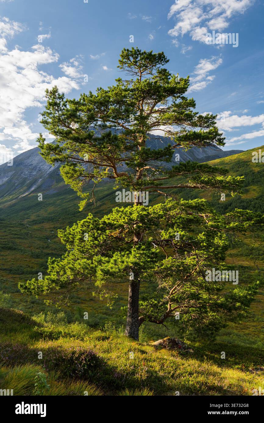 PIN, Boolen, more og Romsdal, Norvège Banque D'Images