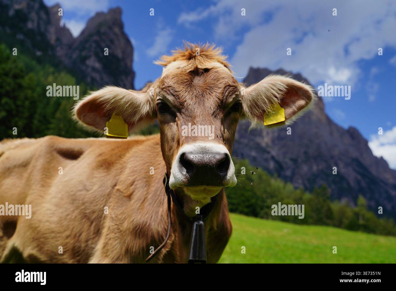 Pâturage de vache avec vue sur la montagne dans un paysage pittoresque Banque D'Images
