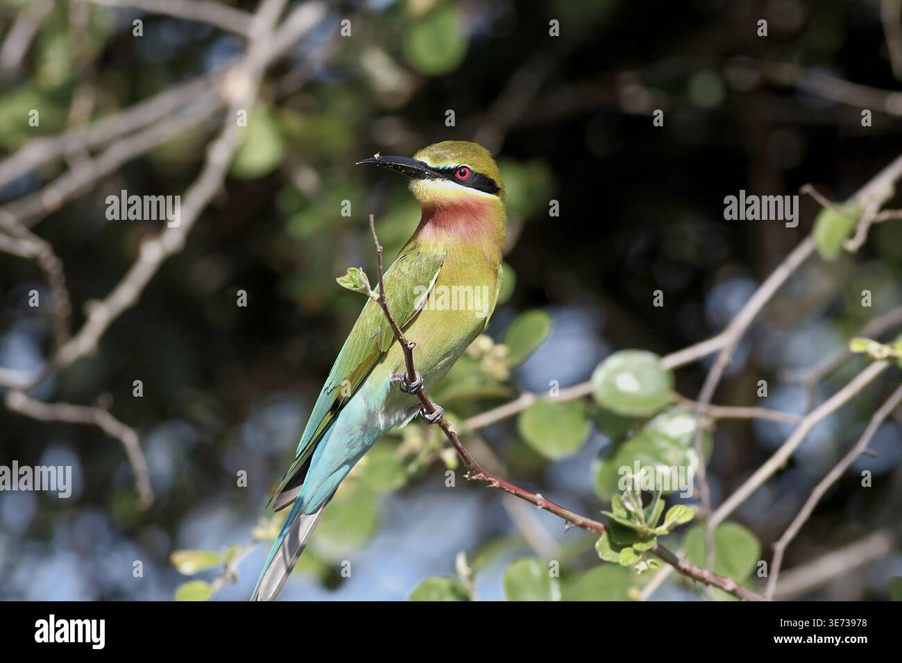 Un mangeur d'abeilles sauvage à queue bleue (Merops philippinus) perché sur une branche naturelle dans un feuillage dense Banque D'Images
